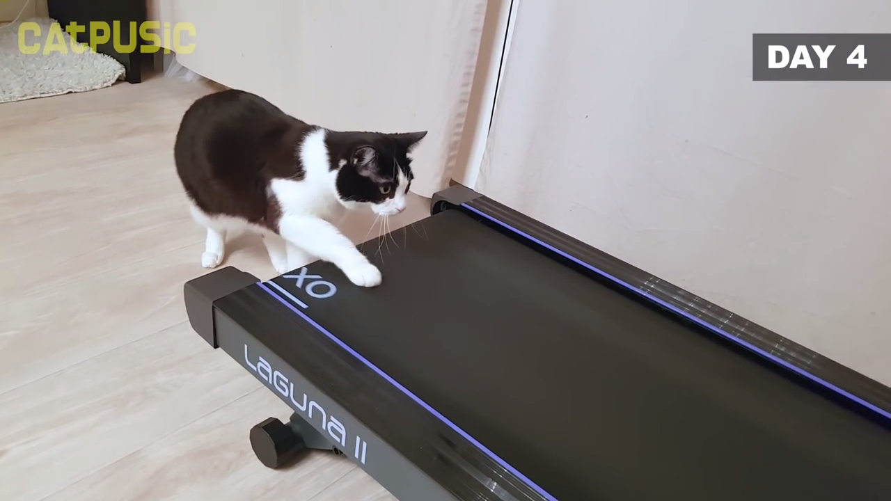 Cat learns how to use treadmill