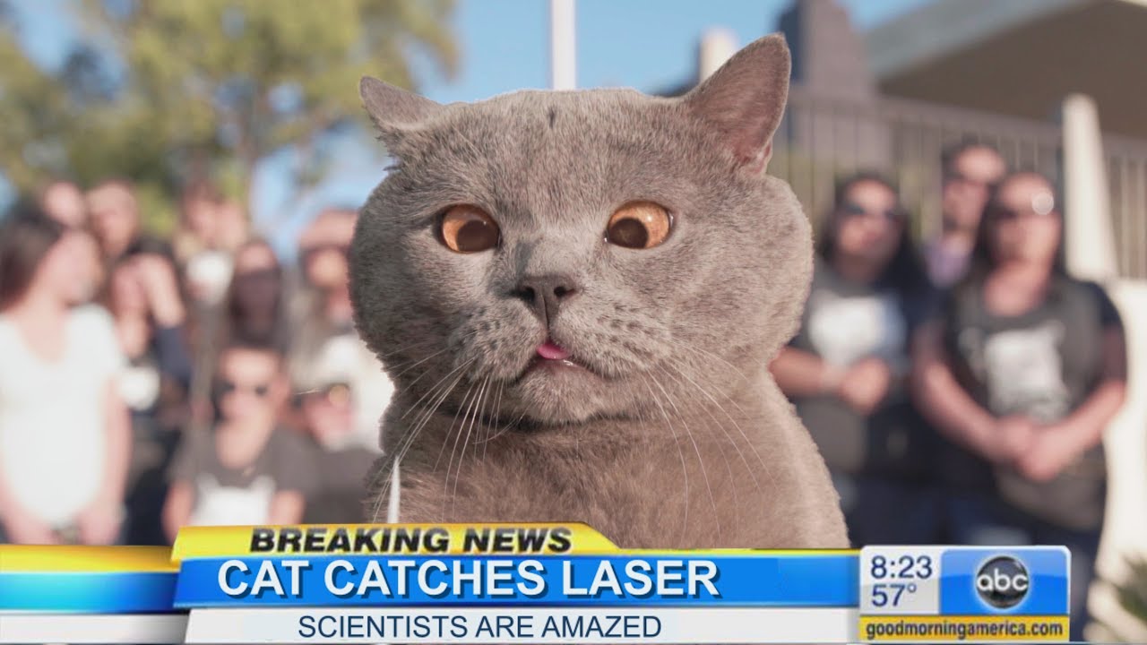 The first cat in the world who caught the laser (Aaron's Animals)
