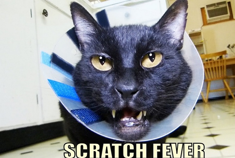 Talking Kitty Cat - Scratch Fever