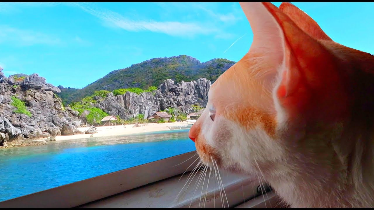 Maui Boy - The Traveling Cat