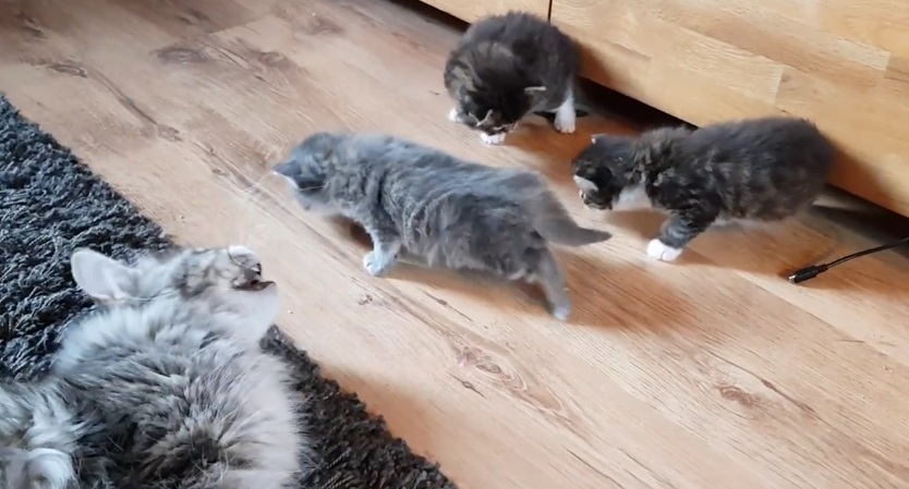 Maine Coon Mother Talks With Kittens