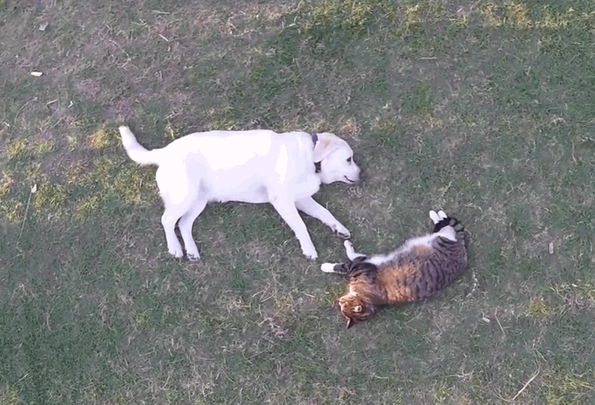 A beautiful friendship between a cat and a dog