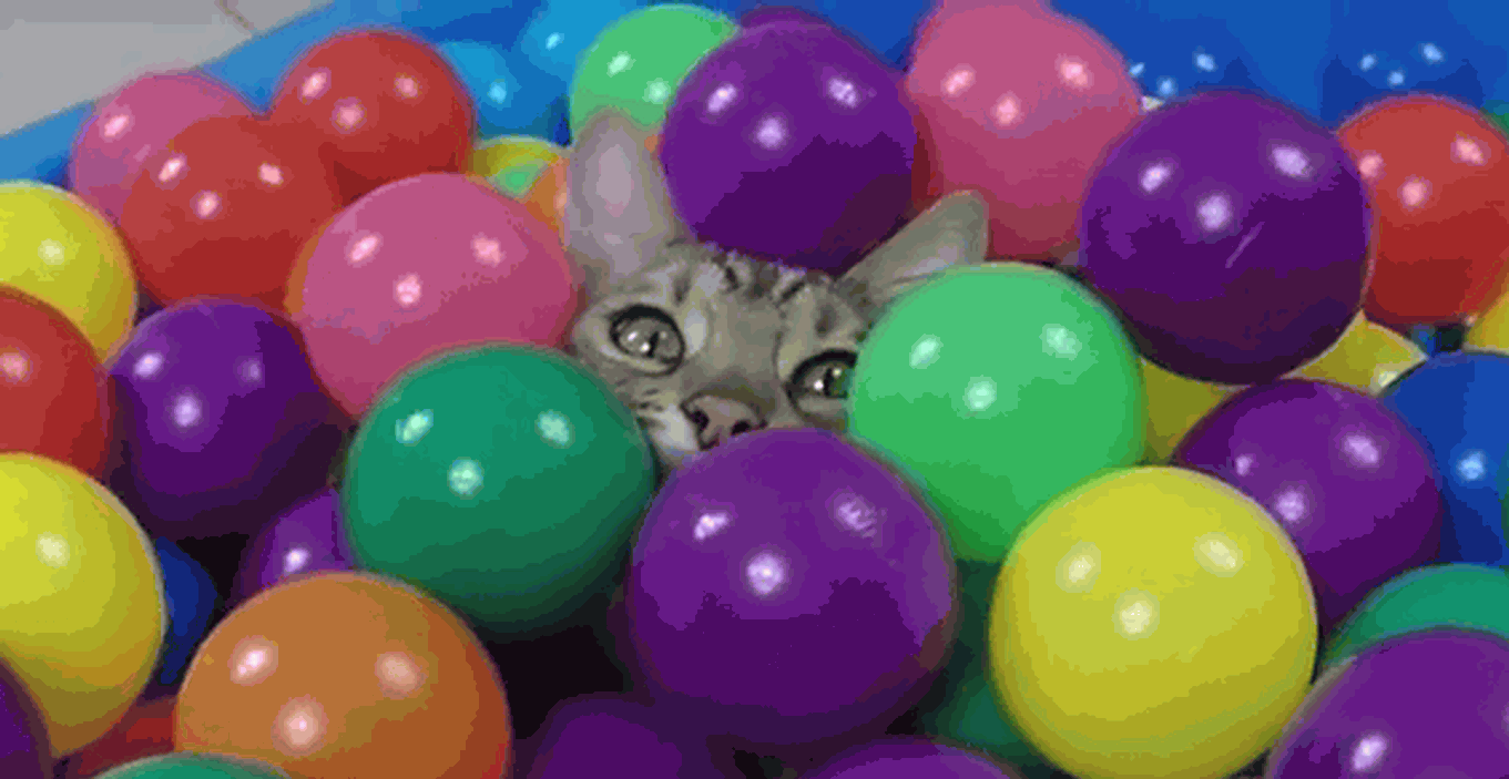 The kitty and the ball pit