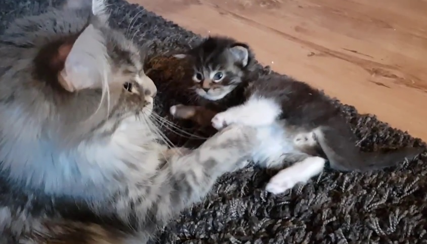 Maine Coon Mother Talking And Washing Kitten