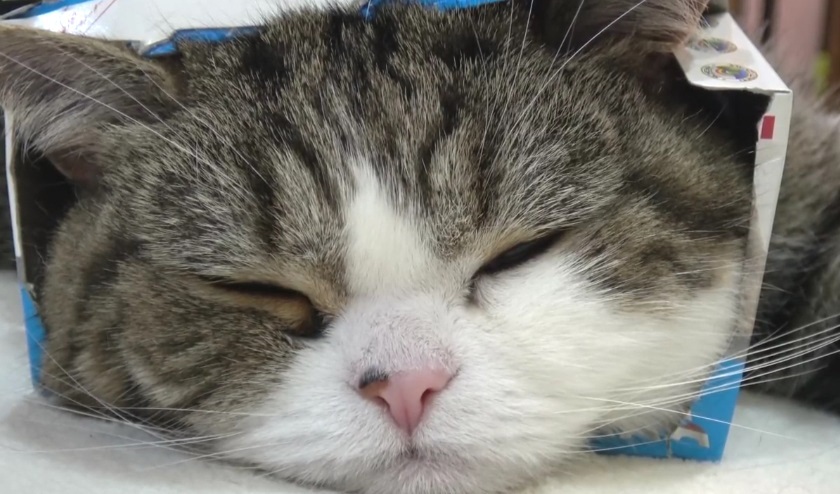 Maru Takes A Nap In The Box