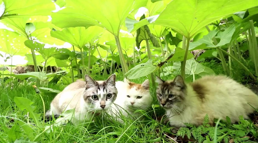 Cats Relaxing Outside