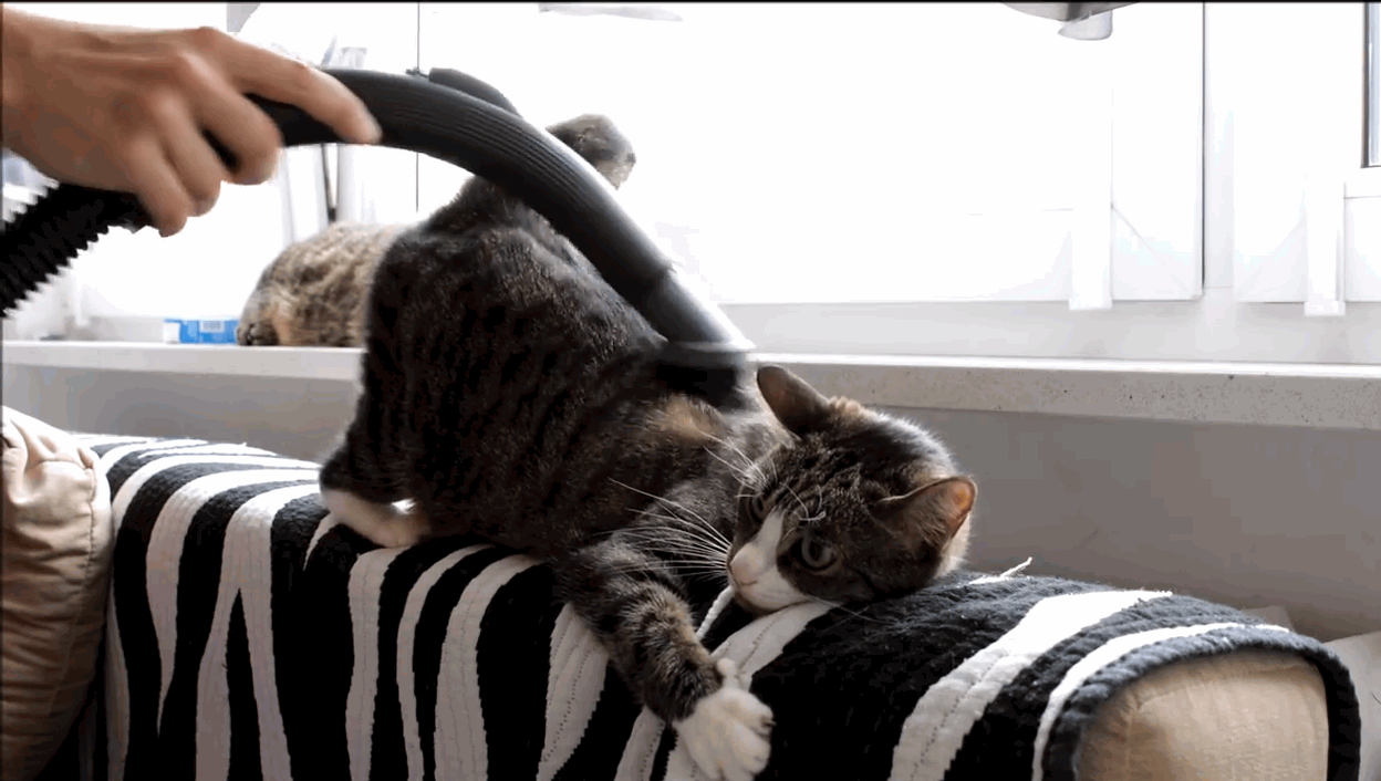 Two cute cats getting vacuumed