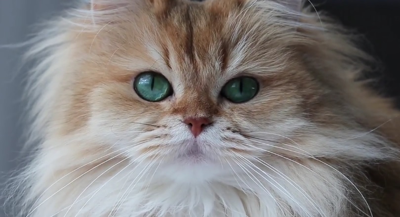 Smoothie The Cat Close Up