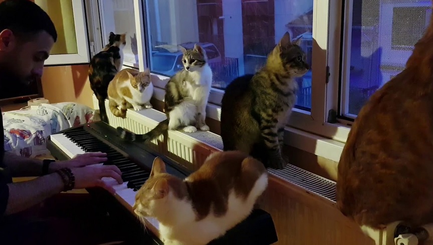 Guy Playing The Piano For His Cats