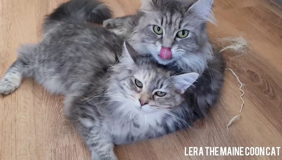 Maine Coon Mother Still Washes Almost Grown Kitten