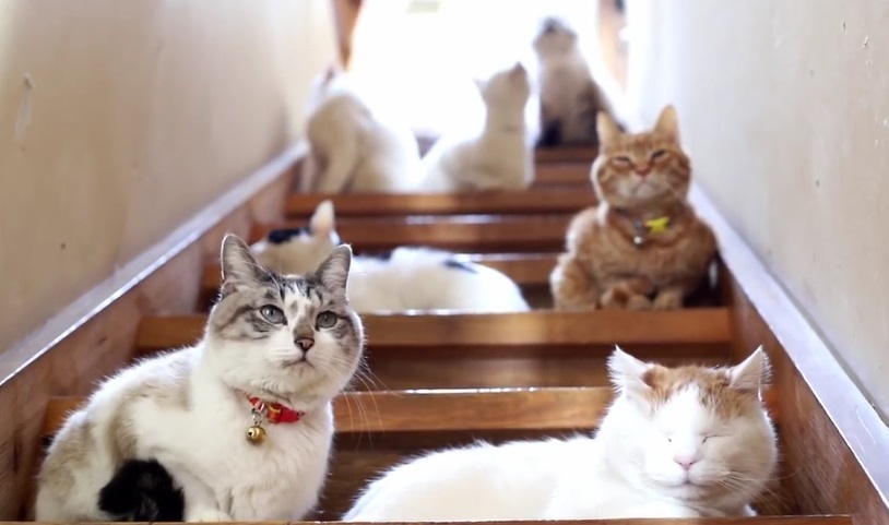 Beautiful Cats On Stairway