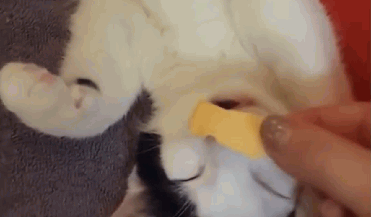 Sleeping cats reacting to the smell of food