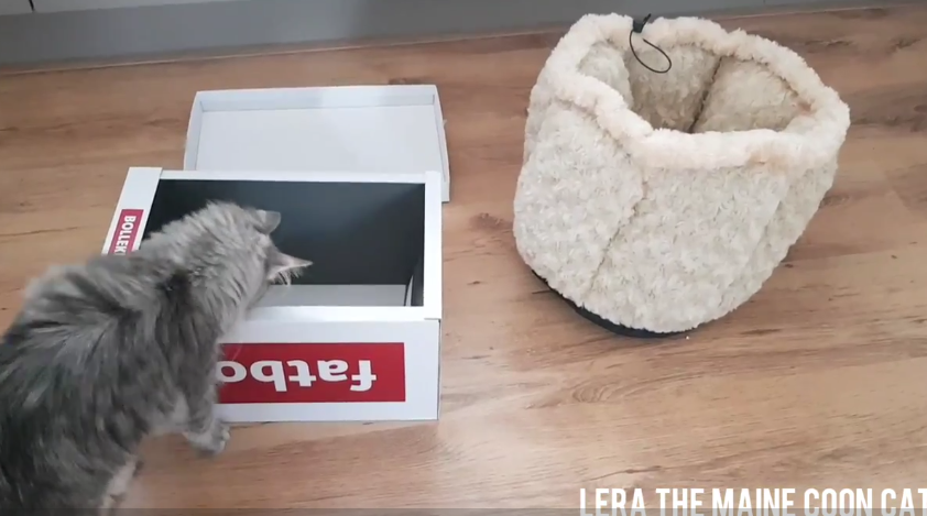 Cat Logic: Free Box Vs Luxury Basket