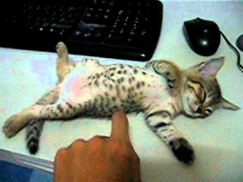 Kitten Sleping On Desk