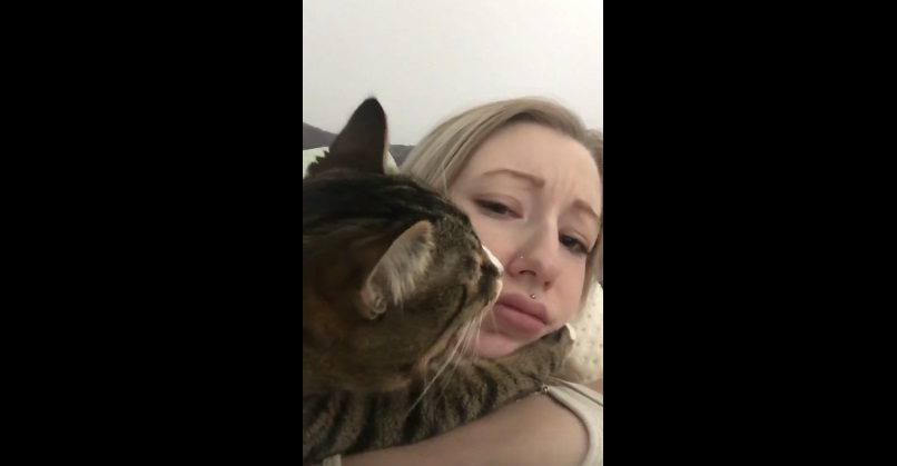 Funny Cat Touches Owner