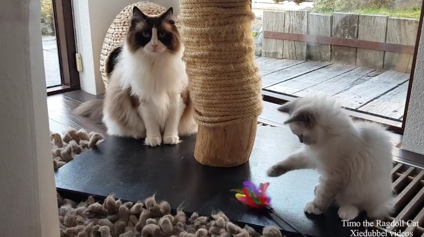 Timo Gets A New Play Buddy