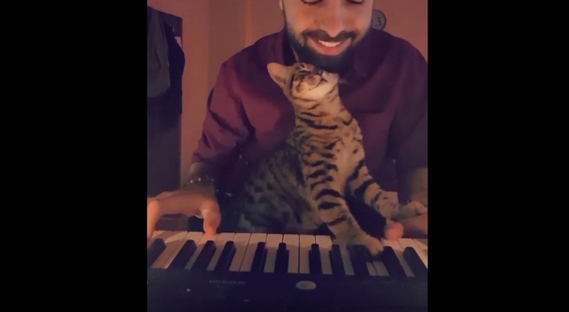 This Cat Loves The Piano