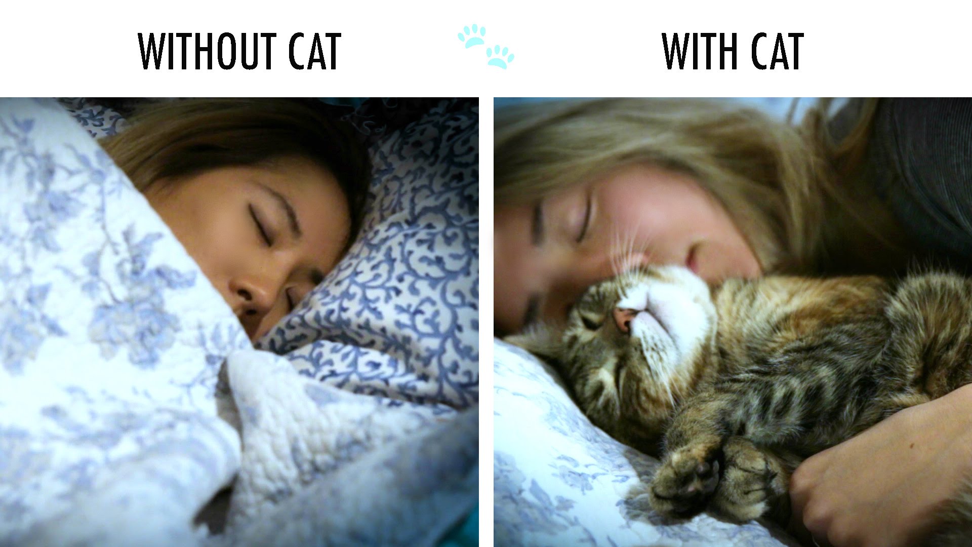Life without and with a cat
