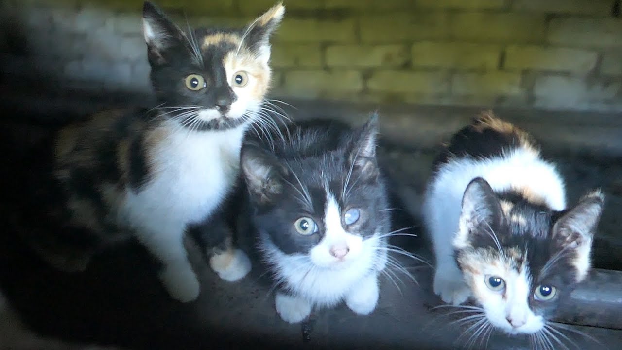 Shy stray kittens get some tasty food from Robin Seplut