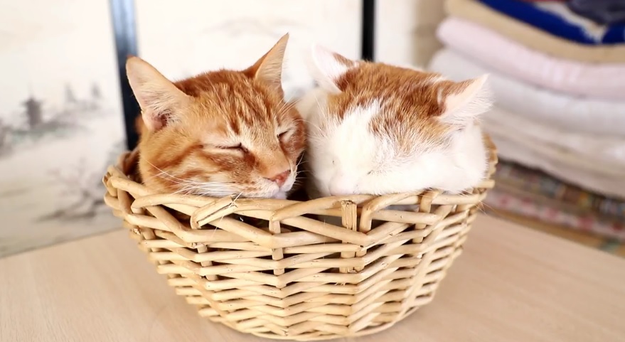 Tora And Shiro In The Basket