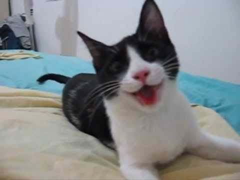 Funny Cat Acting Like A Dog