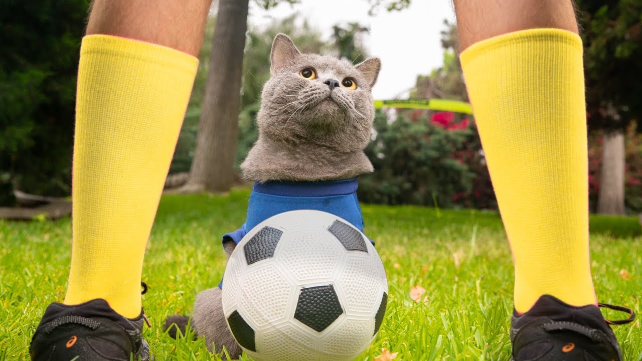 World Cup inspired this cat to become a football player