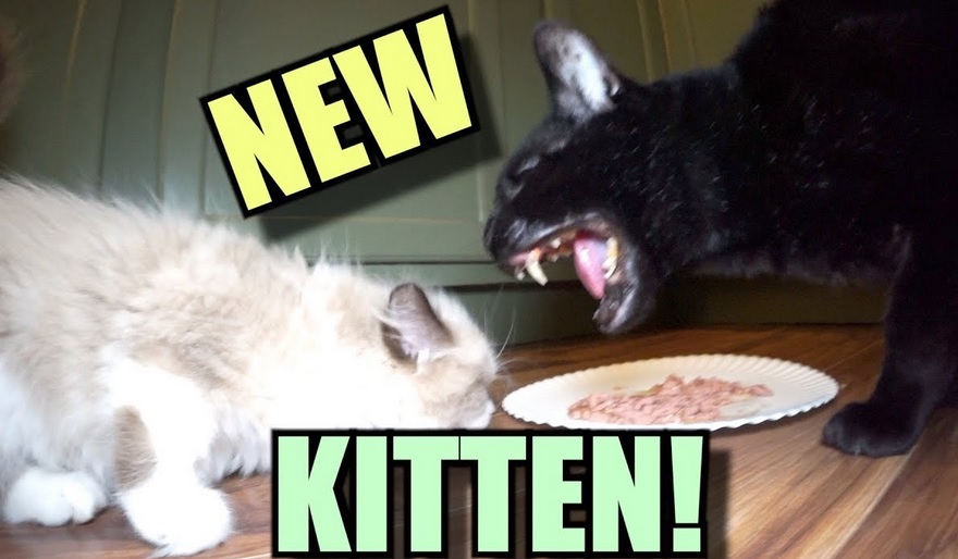 Talking Kitty Cat  - Meet The New Kitten