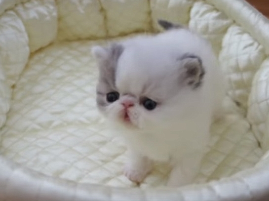 Cute Little Kitten Sneezing
