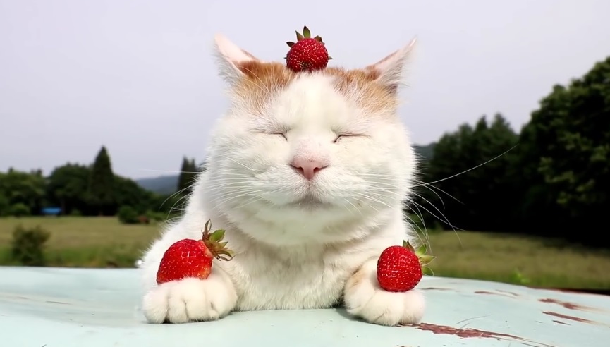Strawberry Shiro