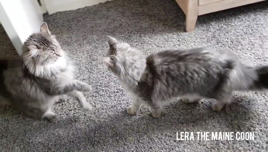 Cute Main Coon Cats Fighting