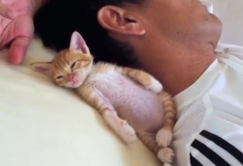 Kitten Naps Next To Human
