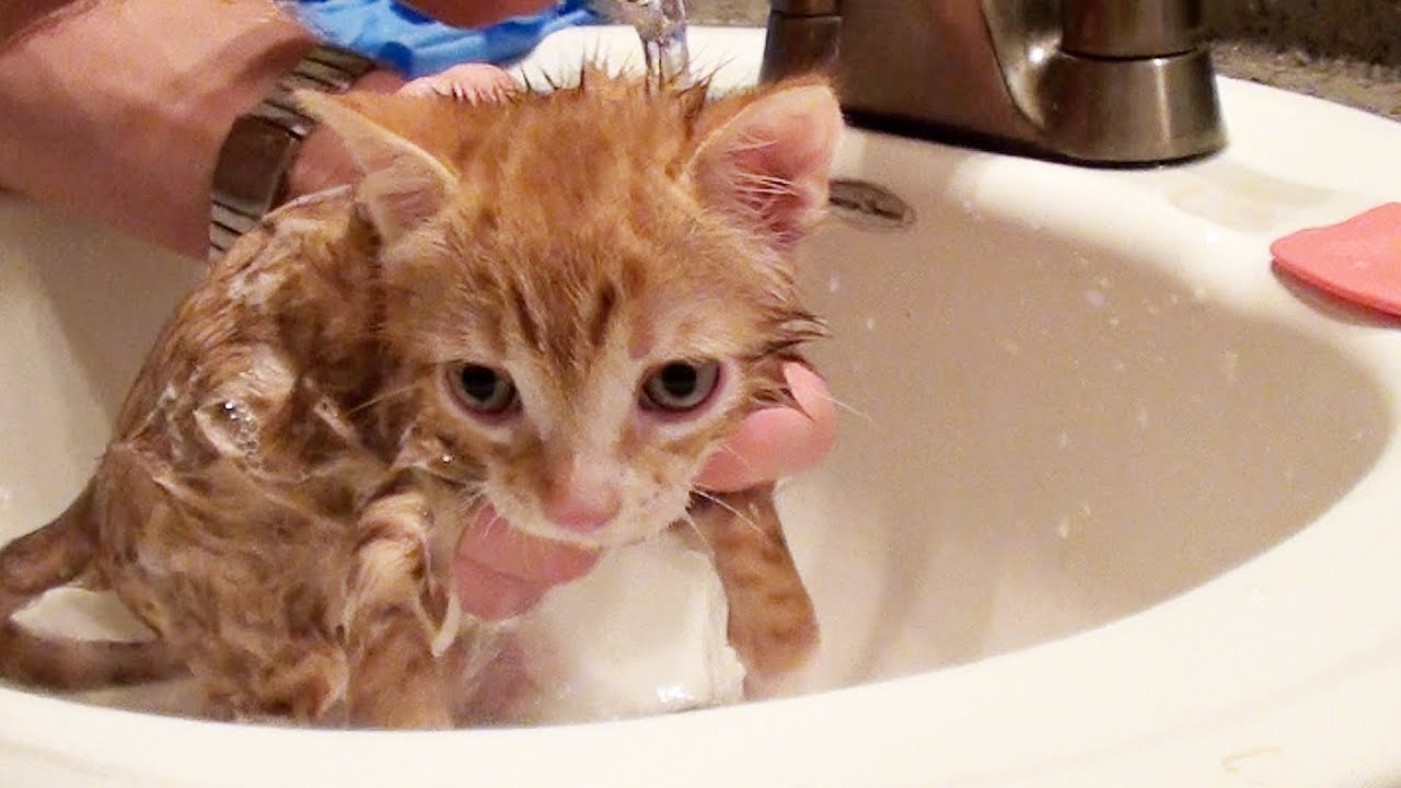 When Marmalade had his first bath