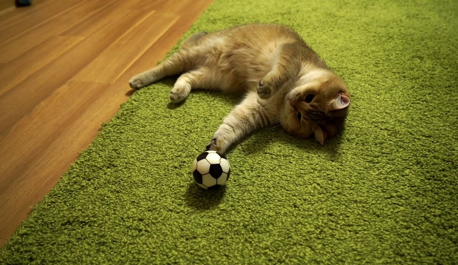 Hosico The Purrfesional Footballer