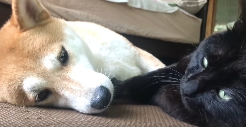 Cat And Shiba Inu Snuggle Together