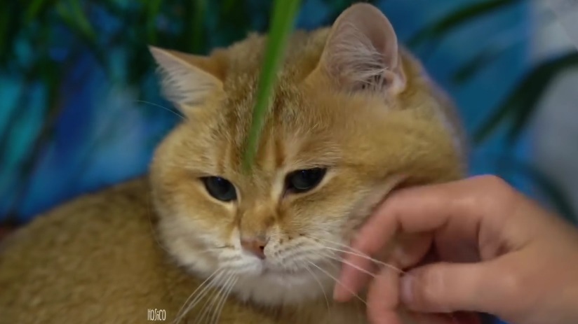 Hosico's Fluffy Cheeks