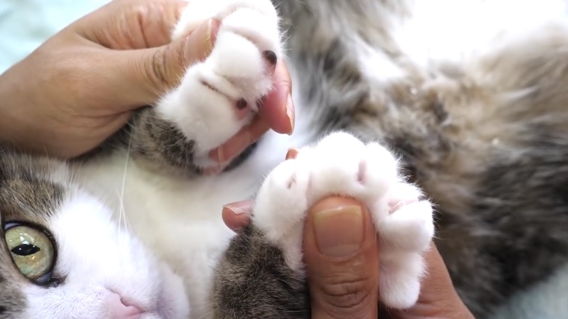 Maru&Hana Nail Clipping