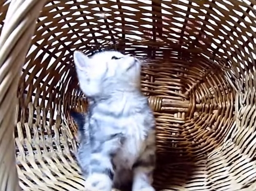 Cute Cat Loves Her Basket