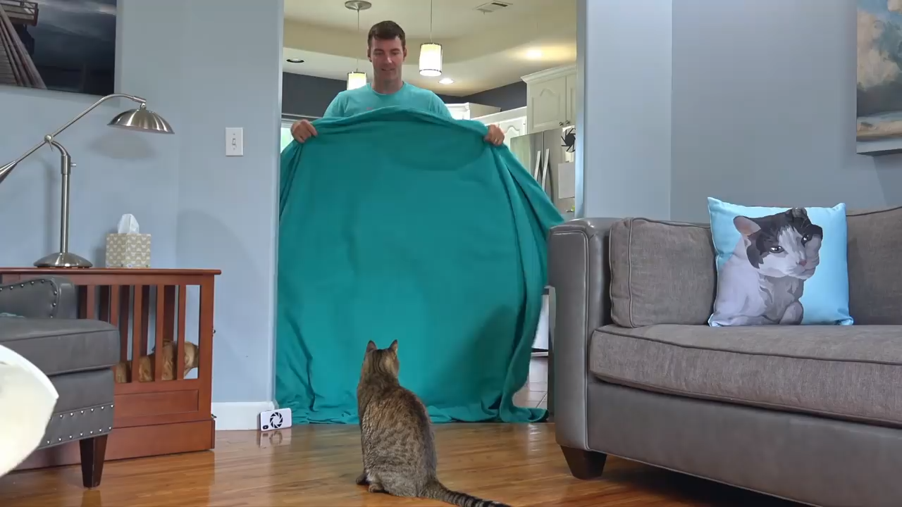 Mean kitty reacts to magic blanket trick