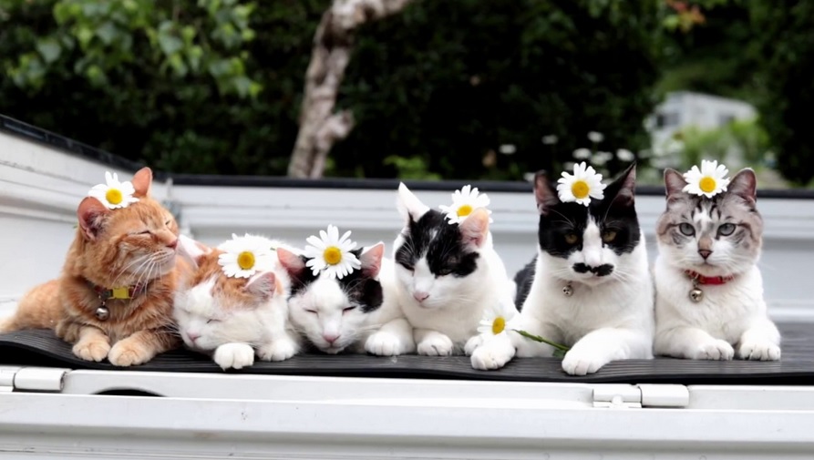Handsome Flower Cats