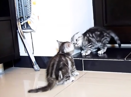 Kittens Fight Club