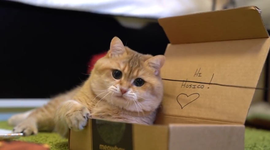 Hosico Loves His Meowbox
