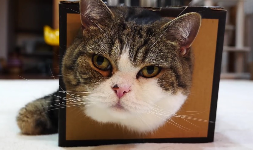 Maru's Fluffy Face