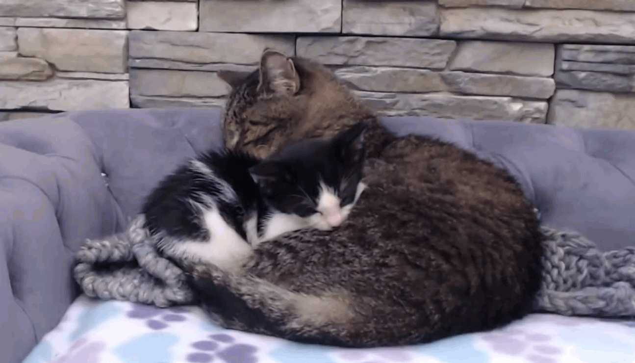 Cute little kitten snuggling with an older cat
