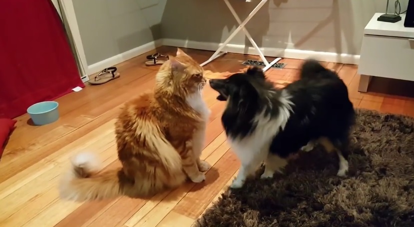 Maine Coon And Dog Playing