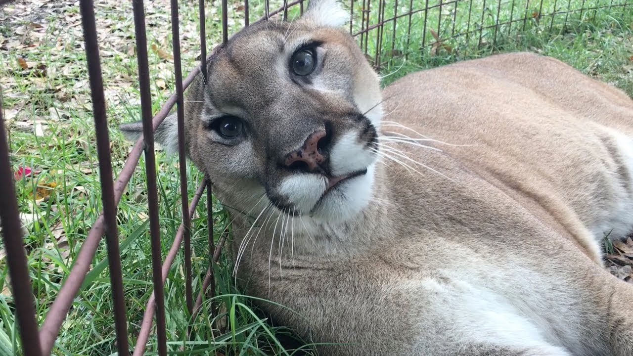 Cougars - The largest species of cat that can still meow and purr
