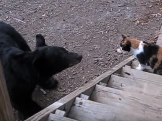 Thug Life Cat Scares Bear