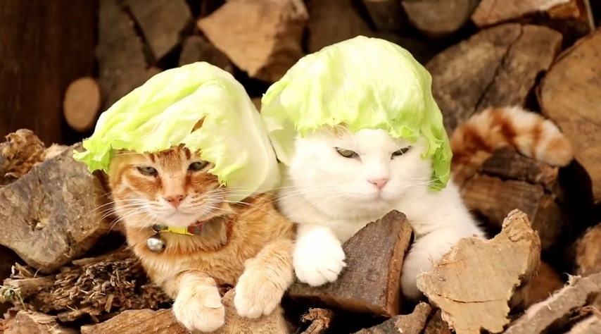 Lettuce Hats