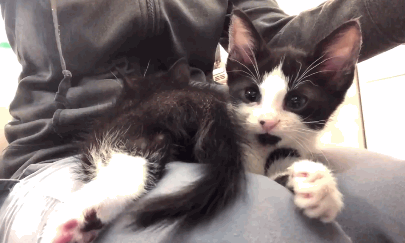 A lap full of cute kittens