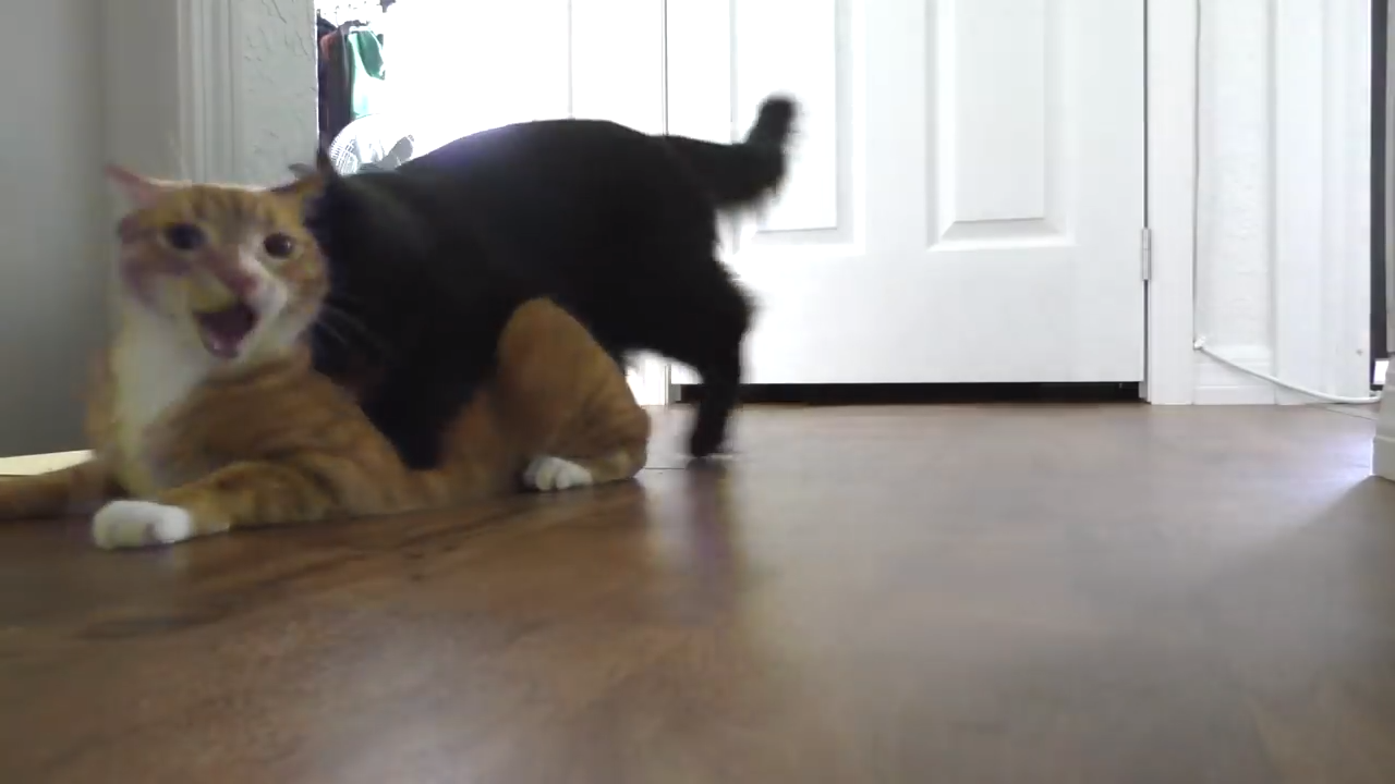 The crazy Cole and Marmalade! Cat fight!