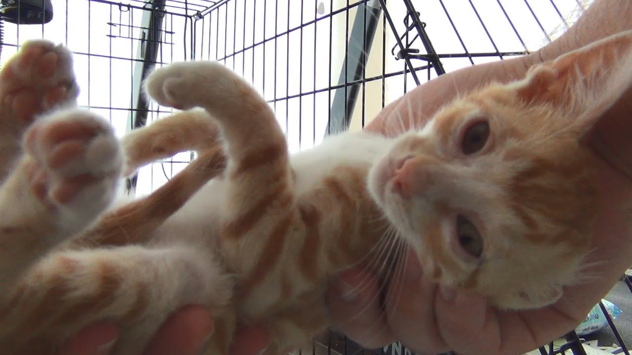 After getting his eyes treated this kitten becomes very playful
